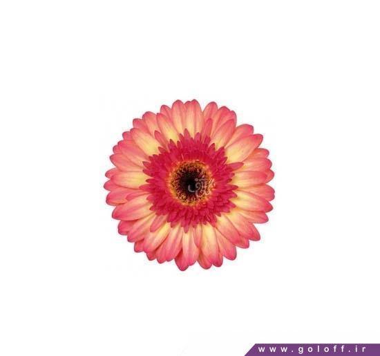 سفارش اینترنتی سبد گل ژربرا ایزاپارتی - Gerbera | گل آف